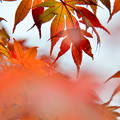 写真: 東京都心にも秋が来た