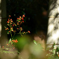 写真: 竹林と赤い実