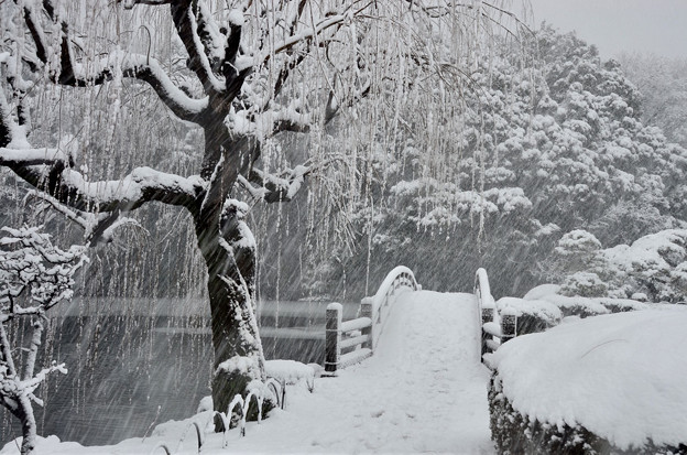 写真: 御苑雪景