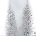 雪のプラタナス並木