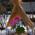 写真: 冬牡丹 (3)