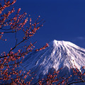 写真: 富士と紅梅