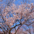 写真: 桜風