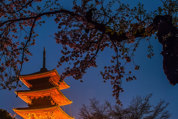 写真: 五重塔と桜(夜)