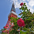 写真: 赤いバラと東京タワー