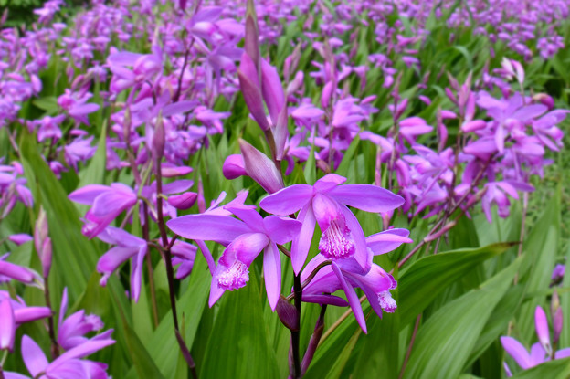 写真: 紫蘭咲く