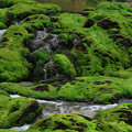 写真: 苔の渓流