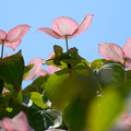 写真: ピンクのヤマボウシ
