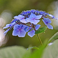 写真: 紫陽花