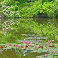 睡蓮咲く池