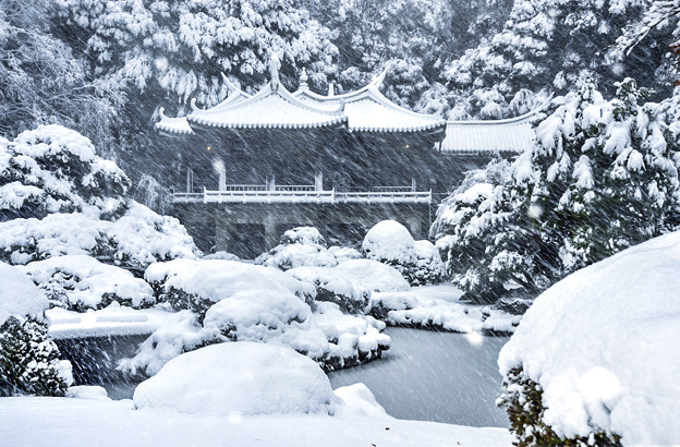 写真: 吹雪の新宿御苑 (1 - 1)