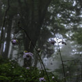 写真: 霧中に咲く
