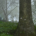 写真: 霧の森
