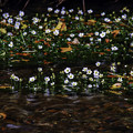 渓流に咲くバイカモ