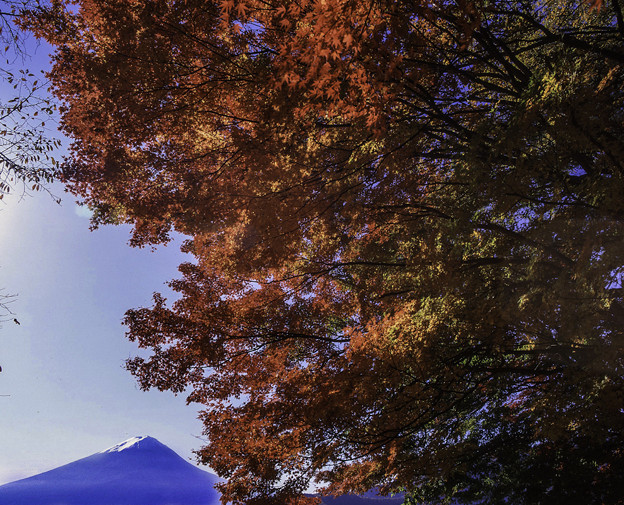 写真: 紅葉と富士山