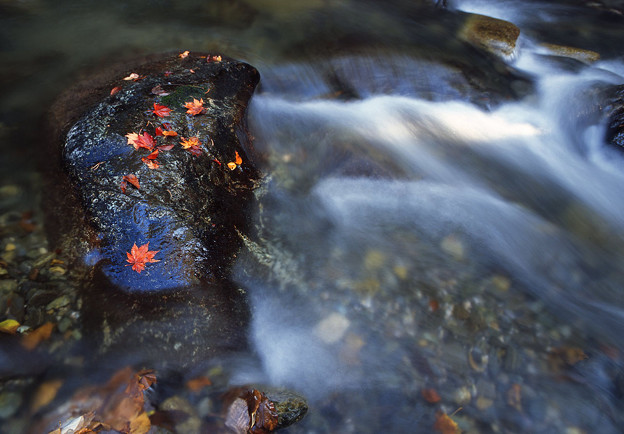 写真: 晩秋の渓流