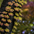写真: 秋の彩