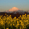 写真: 富士と菜の花