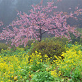 雨に煙る河津桜