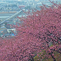 河津桜満開