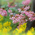 写真: 菜の花と河津桜
