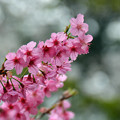 写真: 横浜緋桜