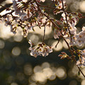 写真: 桜花