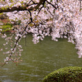 写真: 桜風