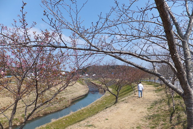 写真: 河津桜とソメイヨシノ