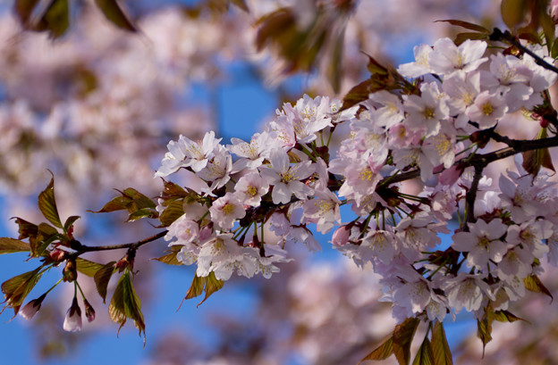 写真: 桜開花