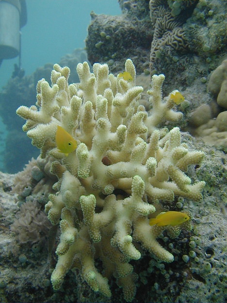 写真: 西表の珊瑚