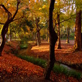 写真: 京都・糺の森の紅葉?