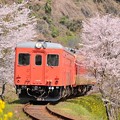 写真: 101Dキハ52+キハ28＠桜のトンネル