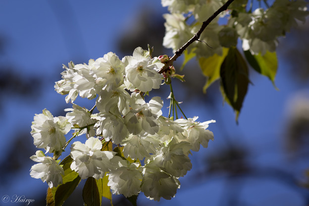 写真: おいしそうなうこん桜