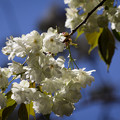 写真: おいしそうなうこん桜
