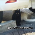 写真: 黒ネコちゃん＆白ネコちゃん