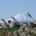 写真: 秋の富士