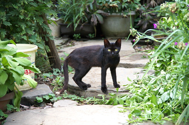 写真: お屋敷の黒猫さん