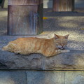 写真: 小江戸の猫