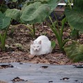 写真: 里芋畑の猫さん