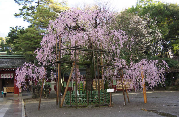 写真: 垂れ桜