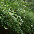 写真: 花園衝羽根空木（ハナゾノツクバネウツギ）