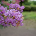 写真: 紫百日紅（ムラサキサルスベリ）