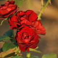 写真: 薔薇　ラバグルート