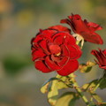写真: 薔薇　ラバグルート