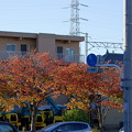 写真: プチ桜並木に秋色