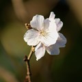 写真: 冬桜（フユザクラ）