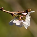 写真: 冬桜（フユザクラ）