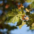 写真: 紅葉葉鈴懸の木（モミジバスズカケノキ）