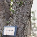 写真: 大山桜（オオヤマザクラ）